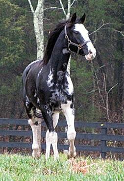 Painting Shadows - Black and White Overo Thoroughbred